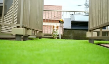 ベランダや屋上でも自由に走り回れる