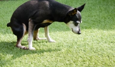 犬が人工芝の上でフンやおしっこをしたときは?