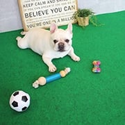 犬・猫の滑り止めにパンチカーペットが最適！