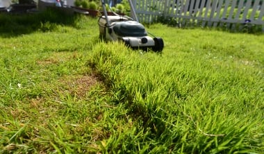 天然芝の芝刈り