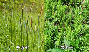 チガヤやスギナなどの強雑草